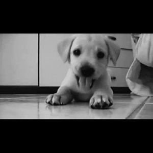 Meet your Posher, Lorraine